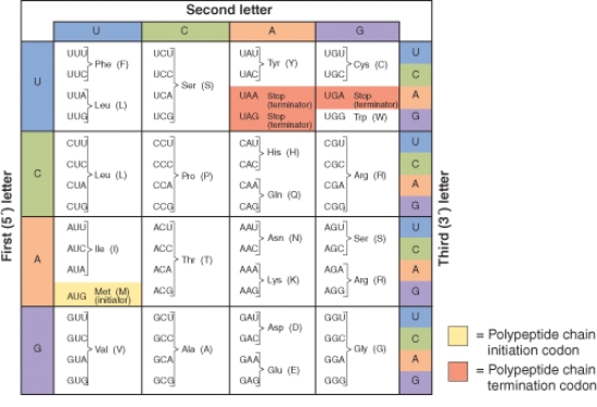 <strong>The codon sequence 5'-UGG-3' found within the protein-coding region of an mRNA codes for ________. </strong> A) the anticodon 5'-UGG-3' B) the anticodon 3'-UGG-5 C) the amino acid trp D) The amino acid gly
