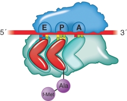 <strong>What step of the elongation of protein synthesis preceded the illustration shown? </strong> A) Aminoacyl-tRNA selection B) Translocation C) Peptide transfer D) Removal of an unacylated tRNA from the E site