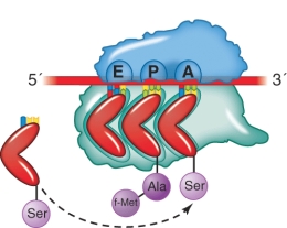 <strong>What stage of the elongation of protein synthesis is shown in the illustration? </strong> A) Aminoacyl-tRNA selection B) Translocation C) Peptide transfer D) Removal of an unacylated tRNA from the E site