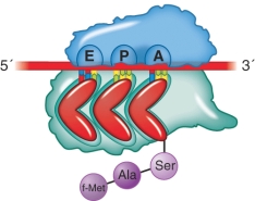 <strong>What step of the elongation of protein synthesis preceded the illustration shown? </strong> A) Aminoacyl-tRNA selection B) Translocation C) Peptide transfer D) Removal of an unacylated tRNA from the E site