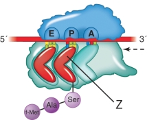 <strong>In the illustration below, what structure is labeled z? </strong> A) An aminoacyl-tRNA B) A peptidyl-tRNA C) A tRNA D) An rRNA