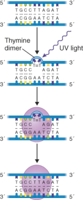 <strong>What process is shown in the illustration? </strong> A) Nucleotide excision repair of a thymine dimer. B) DNA replication. C) Photolyase repair of a thymine dimer. D) DNA polymerase I repair of a thymine dimer.