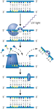 <strong>What process is shown in the illustration? </strong> A) Nucleotide excision repair of a thymine dimer. B) DNA replication. C) Photolyase repair of a thymine dimer. D) DNA polymerase I repair of a thymine dimer.