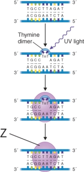 <strong>What structure is labeled z in the illustration? </strong> A) DNA polymerase I B) DNA ligase C) Photolyase D) Endonuclease