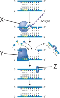 <strong>What structure is labeled z in the illustration? </strong> A) DNA polymerase I B) DNA ligase C) Photolyase D) Endonuclease