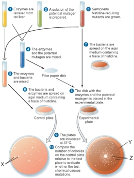 <strong>The bacterial colonies marked z are ________. </strong> A) colonies of spontaneous his<sup>+</sup> revertants B) colonies of mutagen-induced his<sup>+</sup> revertants C) his<sup>-</sup> colonies which grew on the small amount of histidine add to the plate D) his<sup>+</sup> colonies of E. coli