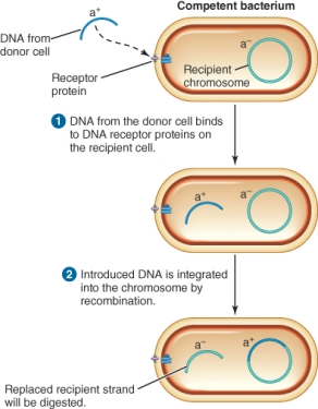 <strong>The illustration shows the process of ________. </strong> A) transduction B) transformation C) conjugation D) transposition