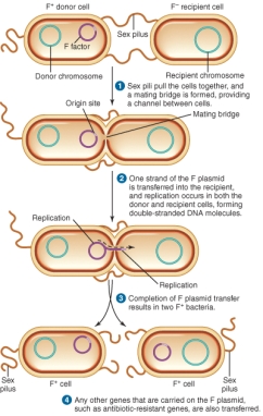 <strong>The illustration shows the process of ________. </strong> A) transduction B) transformation C) conjugation D) transposition