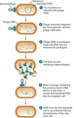 <strong>The illustration shows the process of ________. </strong> A) transduction B) transformation C) conjugation D) transposition