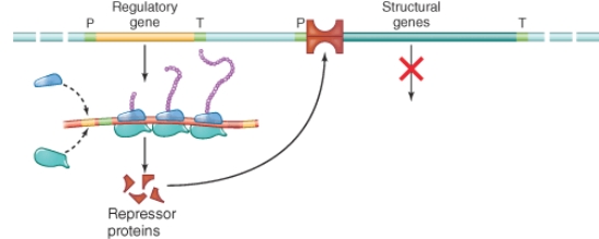 <strong>Which statement is correct concerning the illustration below? (Select all that apply) </strong> A) The repressor protein is active. B) The repressor protein binds with high affinity to the operator sequence. C) Transcription of the structural genes is inhibited. D) The inactive repressor protein binds to the promotor sequence and inhibits transcription of the structural genes.
