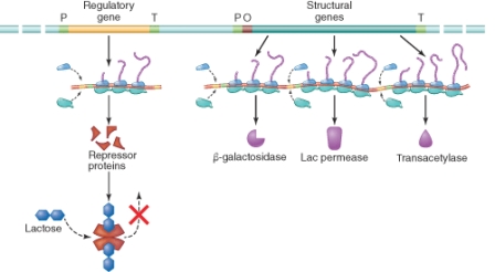 <strong>Which statement is correct concerning the illustration below? (Select all that apply) </strong> A) The repressor protein is inactivated by binding to lactose. B) The repressor protein binds with high affinity to the promoter sequence. C) Transcription of the structural genes is not inhibited. D) The inactive repressor protein binds to the promotor sequence allowing RNA polymerase to transcribe the structural genes.