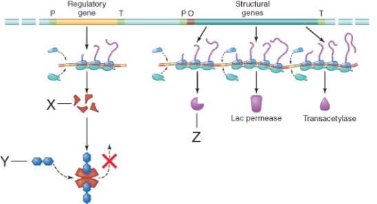 <strong>What is the function of the item marked y in the illustration? </strong> A) Inactivation of the repressor protein. B) Hydrolysis of lactose to galactose and glucose. C) Activation of the repressor protein. D) Transcription of the structural genes.
