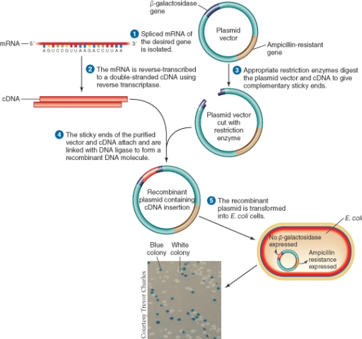 The blue colonies in the illustration below.  