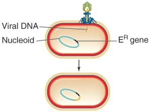 <strong>The picture below shows the first step in the process of ________. </strong> A) specialized transduction B) the lytic cycle C) phage therapy D) lytic conversion