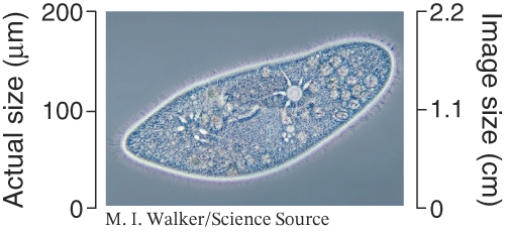 <strong>Using the information from the image below, determine the magnification of the microbe. </strong> A) 200X B) 2.2X C) 91X D) 110X