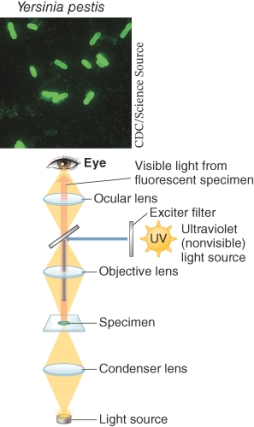 <strong>What type of microscope is shown below? </strong> A) Bright field microscope B) Transmission electron microscope C) Dark field microscope D) Fluorescence microscope