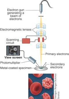 <strong>What type of microscope is shown below? </strong> A) Dark field microscope B) Transmission electron microscope C) Scanning electron microscope D) Fluorescence microscope
