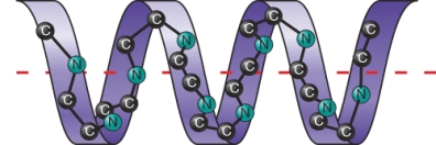 <strong>The ________ level of protein structure is shown below.  </strong> A) primary B) secondary C) tertiary D) quaternary <div style=padding-top: 35px> 
