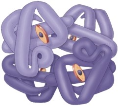 <strong>This molecule demonstrates the ________ level of protein structure.  </strong> A) primary B) secondary C) tertiary D) quaternary <div style=padding-top: 35px> 