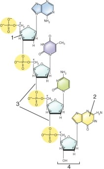 <strong>Identify the numbered items on this strand of DNA.  </strong> A) 1=deoxyribose; 2 =purine; 3= phosphodiester bonds; 4= 3' end B) 1=deoxyribose; 2=purine; 3= ester bonds; 4=3' end C) 1=deoxyribose; 2=pyrimidine; 3= ester bonds; 4= 5' end D) 1=ribose; 2=pyrimidine; 3= phosphodiester bonds; 4=5' end <div style=padding-top: 35px> 