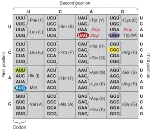 <strong>Using the genetic code table provided, convert this mRNA sequence into a polypeptide. AUG CUA AUA GUG UAG  </strong> A) met-leu-ile-val-stop B) ile-leu-val-met-stop C) met-trp-ile-arg-phe D) met-trp-ile-arg-stop <div style=padding-top: 35px> 