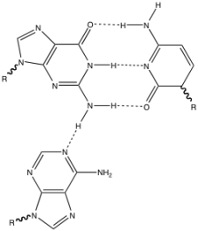 <strong>Which of the following is seen in the following figure? </strong> A) a standard G-C base pair with a nonstandard A-G base pair B) a standard A-U base pair with a nonstandard A-G base pair C) a standard G-U base pair with a nonstandard A-C base pair D) a standard A-C base pair with a nonstandard U-G base pair E) a standard G-U base pair with a nonstandard G-G base pair