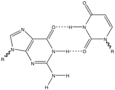 <strong>Which of the following best describe the following base pair? </strong> A) a typical G-C base pair B) a typical A-U base pair C) a nonstandard C-A base pair D) a nonstandard G-U base pair E) a nonstandard G-C base pair