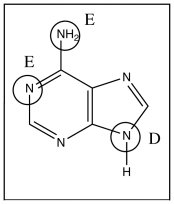 Describe the structure of a DNA molecule by listing six characteristics.
