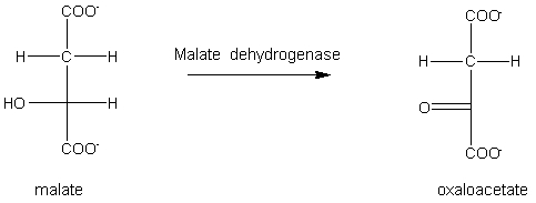 <strong>The reaction below is an example of _________________. </strong> A) dehydration B) hydration C) oxidation D) reduction E) none of the above