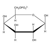 <strong>Which of the following is glucose-6-phosphate?</strong> A) B) C) D) E) none of the above