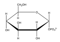 <strong>Which of the following is glucose-6-phosphate?</strong> A) B) C) D) E) none of the above