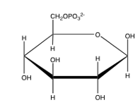 <strong>Which of the following is glucose-6-phosphate?</strong> A) B) C) D) E) none of the above