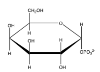 <strong>Which of the following is glucose-6-phosphate?</strong> A) B) C) D) E) none of the above