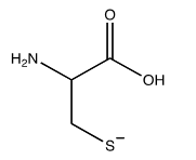 <strong>Which of the following structures shows the prevalent form of cysteine at pH 12?</strong> A)   B)   C)   D)   E) none of these choices <div style=padding-top: 35px> 