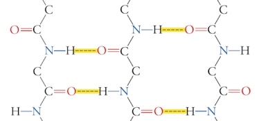  <strong>The following is an example of ___.  </strong> A) parallel  \alpha -helix B) parallel  \beta -sheet C) antiparallel  \alpha -helix D) antiparallel \beta -sheet E) none of these choices <div style=padding-top: 35px>  