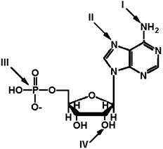 Exhibit 2A The structure of ATP with various groups labeled. Group III is the entire phosphate group. Refer to Exhibit 2A. Which of the groups could not act as a proton acceptor in a hydrogen bond?