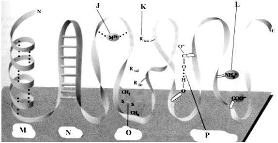 Exhibit 4B Refer to Exhibit 4B. Which one shows electrostatic attraction of R-groups?
