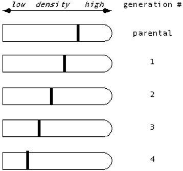 <strong>Suppose Meselson & Stahl had observed the following data in their famous experiment involving a switch from medium containing <sup>15</sup>N to <sup>14</sup>N. What would they have concluded about the nature of DNA replication? </strong> A) They still would have concluded that DNA replication is semiconservative, i.e., each double helix contains one parental strand and one newly synthesized strand. B) They would have concluded that DNA replication is conservative, i.e., one double helix contains only the parental strands, while the other contains only newly synthesized DNA. C) They would have concluded that DNA replication is dispersive\random, i.e., each strand of each double helix contains a mixture of parental and newly synthesized sequences. D) They would have been unable to distinguish which is correct.