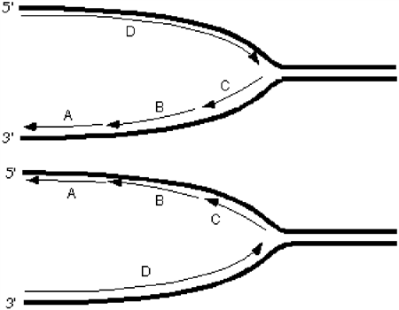 Exhibit 10A Consider the following diagrams showing a replication fork moving from left to right. The thick lines represent the template\parental strands. The 5' and 3' represent the ends of those template\parental strands.   Refer to Exhibit 10A. Which diagram correctly depicts the orientation of the lagging and leading strands on the parentals?