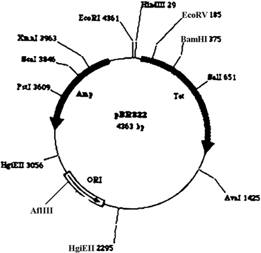 Exhibit 13A This is a map of the pBR322 plasmid, numbers on the map refer to the base where the site is located. Refer to Exhibit 13A. If the region between the 2 sites for Hgi EII were deleted, the resulting plasmid