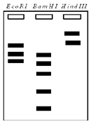 <strong>Exhibit 13D The plasmid pSU922 is a circular DNA containing 25000 base pairs. The β -gal gene codes for the enzyme β -galactosidase, the product of which will turn bacterial colonies blue when grown in the presence of X-gal; the Amp<sup>R</sup> gene confers ampicillin resistance. Refer to Exhibit 13D. In three separate vessels, the plasmid is treated with the restriction endonucleases Eco RI, Bam HI, and Hind III. Which of the following best represents the electrophoretic gel one would see from these digests?</strong> A) B) C) D)