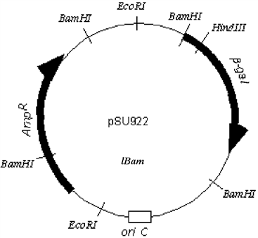 Exhibit 13D The plasmid pSU922 is a circular DNA containing 25000 base pairs. The β -gal gene codes for the enzyme β -galactosidase, the product of which will turn bacterial colonies blue when grown in the presence of X-gal; the Amp<sup>R</sup> gene confers ampicillin resistance. Refer to Exhibit 13D. Neglecting any discussion of whether it's a good or bad choice, I attempt to insert a gene fragment into the Hind III site and transform bacteria with the plasmid. How can I tell which transformants have the insert?