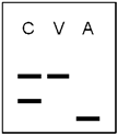 <strong>A chance to be a forensic scientist. RFLP analysis has been requested by the prosecuting attorney in a murder case. DNA samples have been isolated from a blood sample at the crime scene (C), a hair follicle from the victim's hairbrush (V), and a mouth swab of the accused (A). The results of the test are shown. What would you tell the attorney? </strong> A) The results indicate the accused is guilty. B) The results indicate the accused is innocent. C) The results are inconclusive. D) DNA fingerprinting has no place in forensic science E) none of these