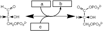 <strong>Which group of small molecules best fit the boxes associated with the reaction shown? </strong> A) I B) II C) III D) IV