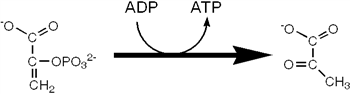<strong>Which enzyme catalyzes reaction the reaction shown? </strong> A) enolase B) pyruvate dehydrogenase C) pyruvate kinase D) phosphoglycerate mutase