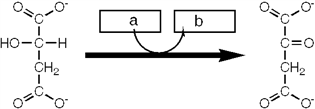 <strong>Which group of small molecules best fit the boxes associated with the reaction shown? </strong> A) I B) II C) III D) IV
