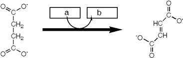 <strong>Which group of small molecules best fit the boxes associated with the reaction shown? </strong> A) I B) II C) III D) IV
