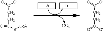 <strong>Which group of small molecules best fit the boxes associated with the reaction shown? </strong> A) I B) II C) III D) IV