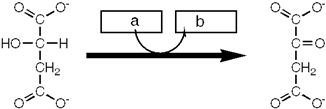 <strong>Which enzyme catalyzes the reaction shown? </strong> A) isocitrate dehydrogenase B) pyruvate dehydrogenase C) fumarase D) succinate dehydrogenase E) none of these