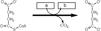 <strong>Which enzyme catalyzes the reaction shown? </strong> A) succinyl-CoA synthetase B) succinate dehydrogenase C) pyruvate dehydrogenase D) α -ketoglutarate dehydrogenase